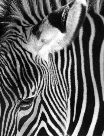 A Zebra