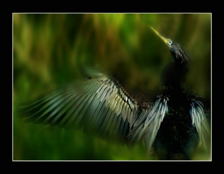 Anhinga