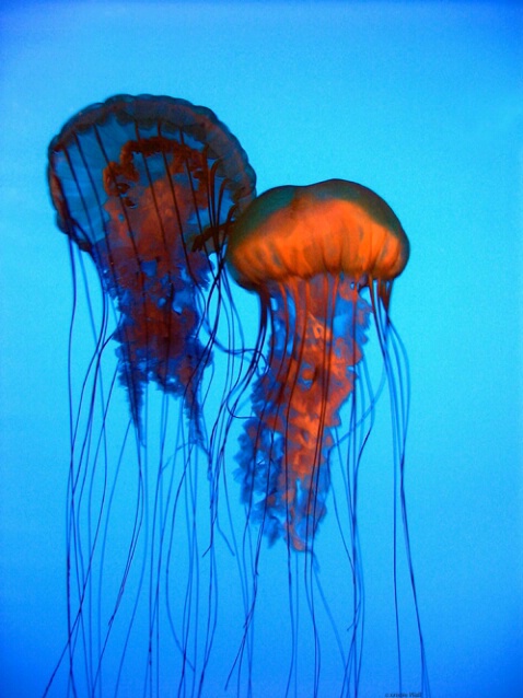 2 Jellyfish F126 - ID: 757275 © Kristin A. Wall
