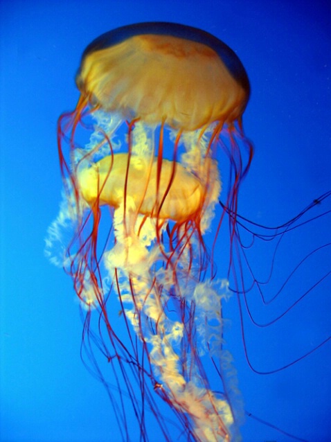 Double Jellyfish F127 - ID: 757277 © Kristin A. Wall