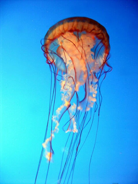 Jellyfish F129 - ID: 757278 © Kristin A. Wall