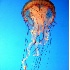 © Kristin A. Wall PhotoID # 757278: Jellyfish F129