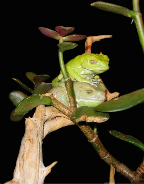 Mr & Mrs Frog F150 - ID: 757279 © Kristin A. Wall