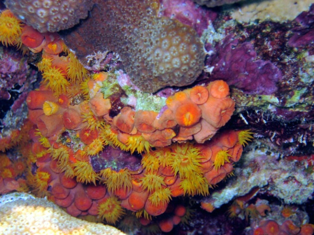 Orange Cup Coral C5 - ID: 757372 © Kristin A. Wall