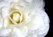 Camellia in the R...