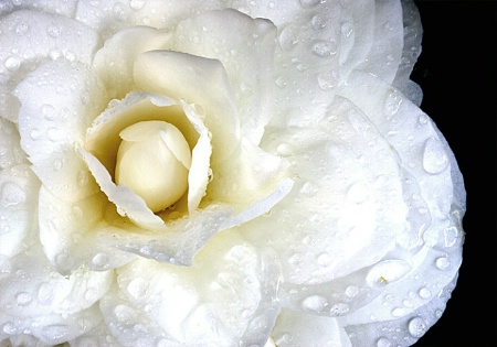 Camellia in the Rain