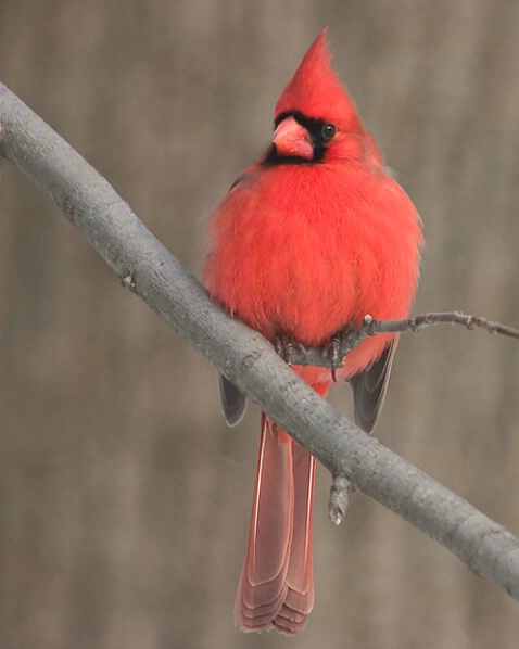 Northern Cardinal - Resubmitted - ID: 757912 © Robert Hambley