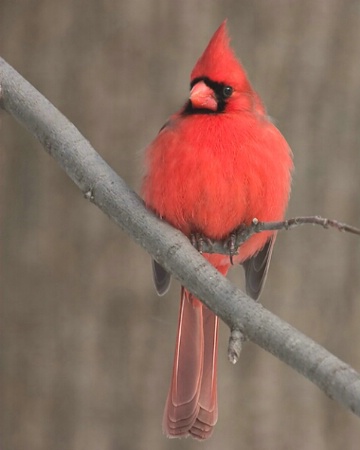Northern Cardinal - Resubmitted