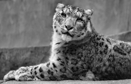 Snow Leopard