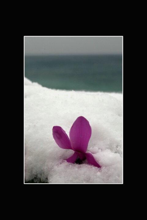 flower snow sea