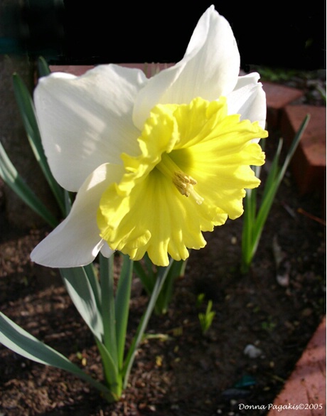 Sprouting Daffodil