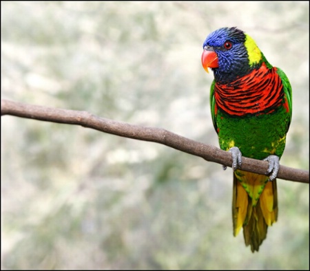 Lorikeet #1