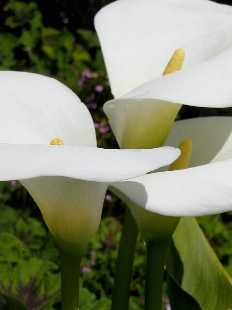 Calla Lillies