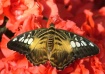 Butterfly series ...
