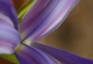 Earthen Iris