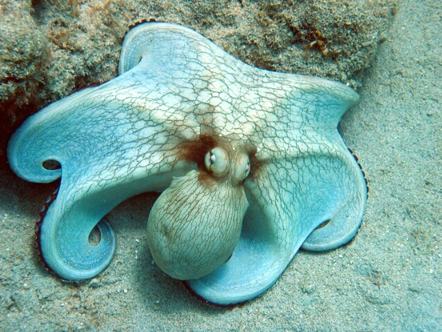 Octopus F71 - ID: 759742 © Kristin A. Wall