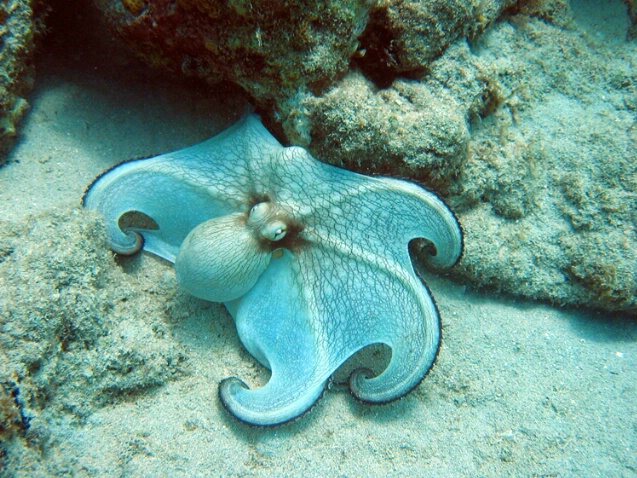 Octopus F72 - ID: 759743 © Kristin A. Wall
