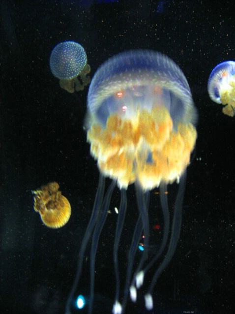 Jellyfish in Outer Space F 130 - ID: 759876 © Kristin A. Wall