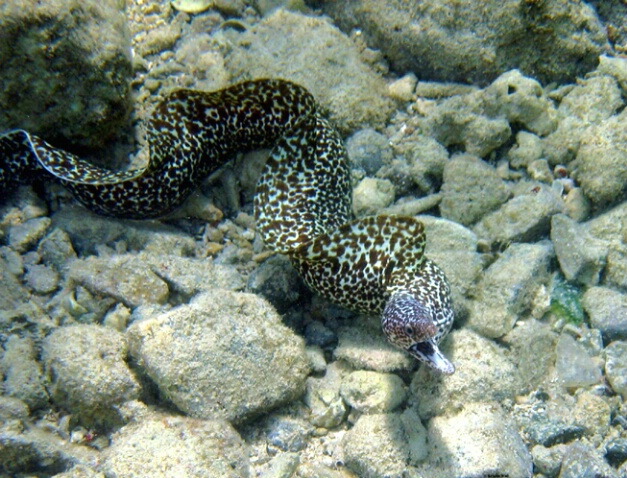 Spotted Moray Eel swimming F37 - ID: 759944 © Kristin A. Wall