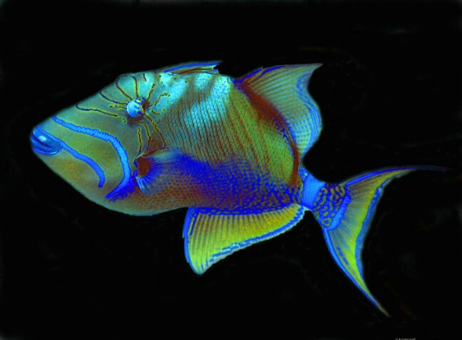 Queen Triggerfish on black F135 - ID: 759983 © Kristin A. Wall