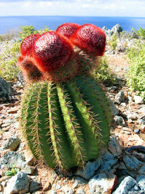 Cactus at Rams Head F101 - ID: 759984 © Kristin A. Wall