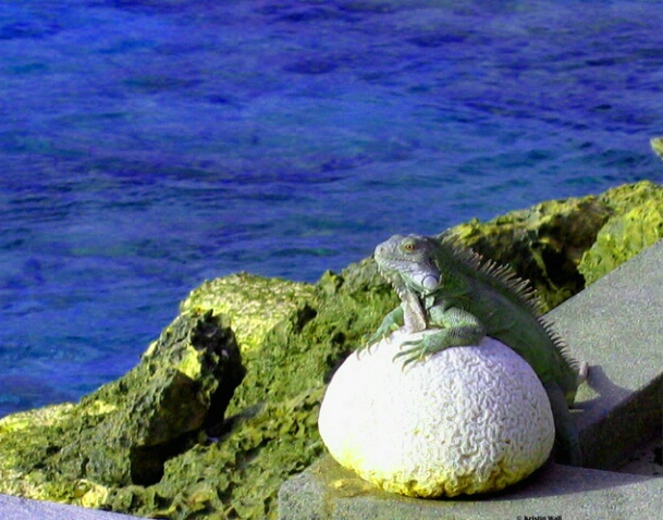 Iguana sunning F137 - ID: 759985 © Kristin A. Wall