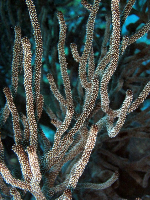 Black Sea Rod Coral F133 - ID: 760027 © Kristin A. Wall