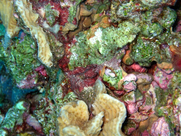 Coral at Salt Pier C6 - ID: 760028 © Kristin A. Wall