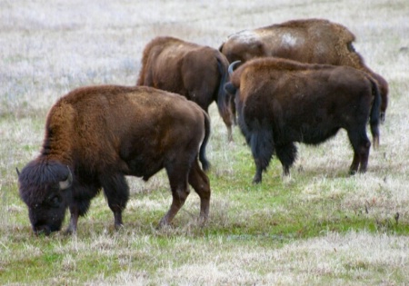 buffalo along the road 