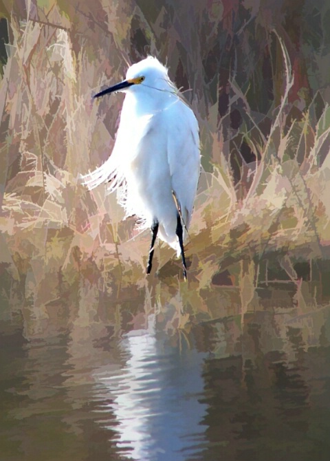 egret