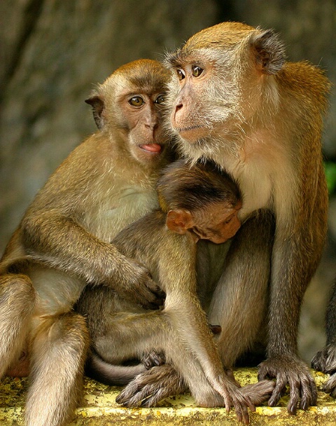 KL Macaque Family