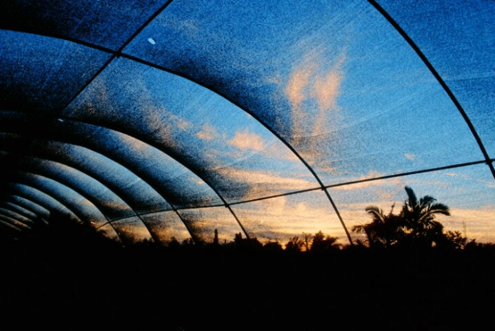Sunset under the shading-net