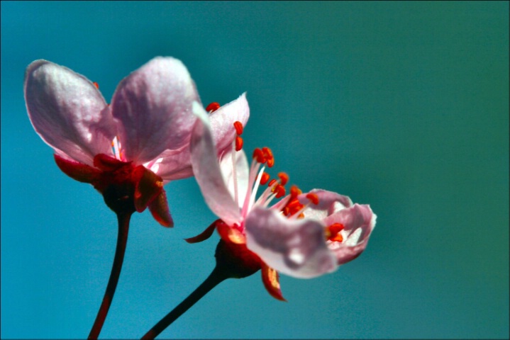 Cherry Blossoms