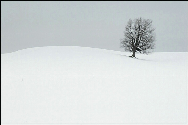 Lone Tree in Winter