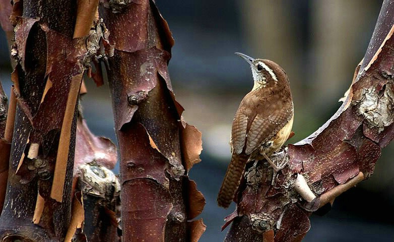 On a bug hunt.