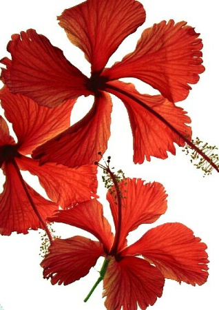 Red Hibiscus