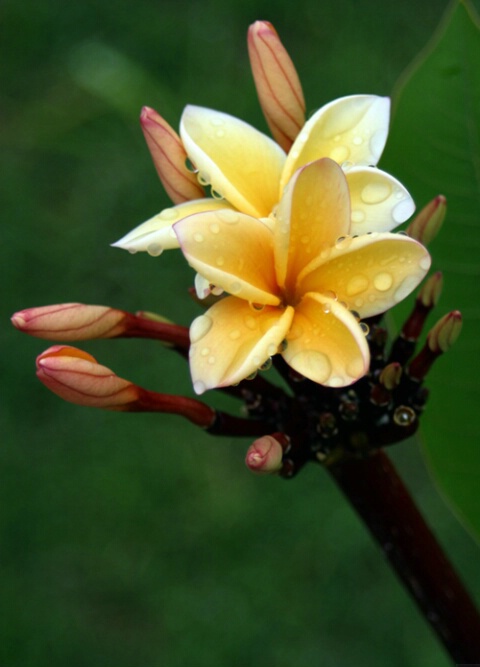 BEADED PLUMERIA