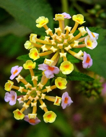 Lantana