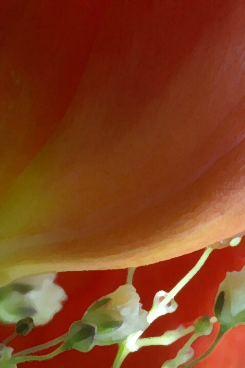 Underside Tulip - ID: 762244 © Deborah C. Lewinson
