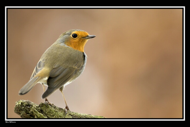 Robin my little friend