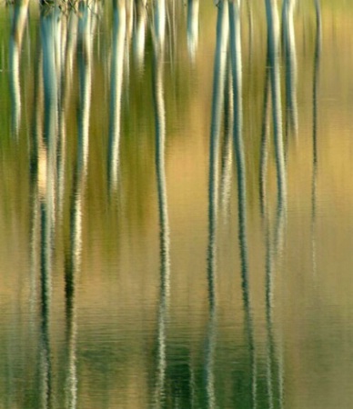 Reflection of Dead Tree Trunks