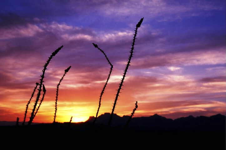 Sunset and Ocotillo