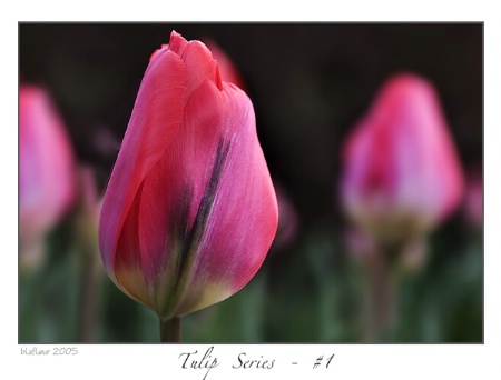 Tulips Series - #1