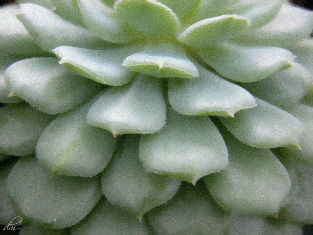 Cactus - Up Close & Personal 