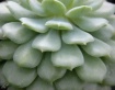 Cactus - Up Close...