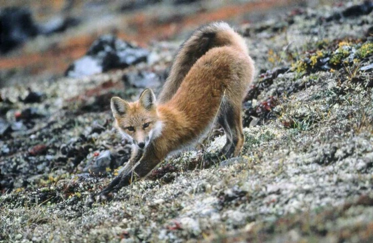 Sly little fox