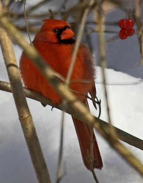 Cardinal-Akron - ID: 764577 © James E. Nelson