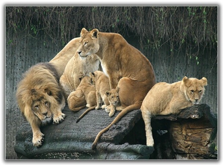 Lion Family