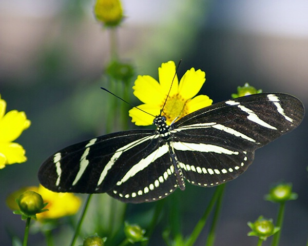 Butterfly #1
