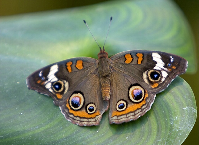 Butterfly #3
